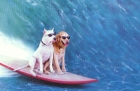 Doggysurf.jpg