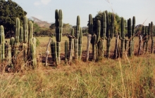 CactusFence.jpg