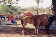 FiestaHorsesTiedUp.jpg