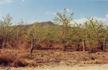 GreenTreesBrownShrubs.jpg