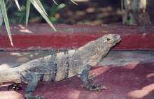 IguanaMierda.jpg