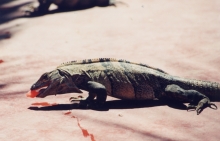 IguanaWatermelonMonster.jpg