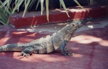 IguanasMas_1.jpg