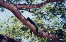 MonkeyRelaxed.jpg