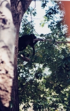 V_Avellanas_Monkey.jpg