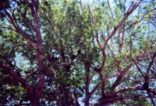 10_monkeys_avellana.jpg