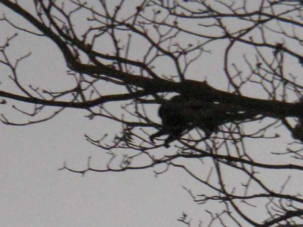IMGP0188.JPG