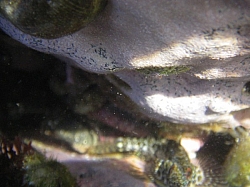 IMGP0109.JPG