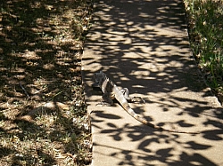 IMGP0203.JPG