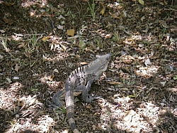 IMGP0205.JPG