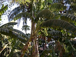 IMGP0253.JPG