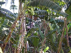 IMGP0254.JPG