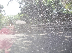 IMGP0300.JPG