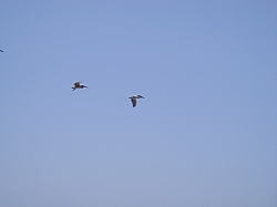 CR_107.jpg CR_107.jpg