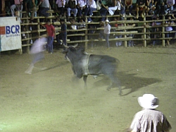 CR_206.jpg CR_206.jpg