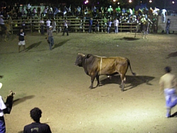 CR_223.jpg CR_223.jpg