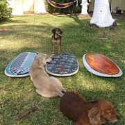 Watchdogs Guarding Their Beloved Paipos